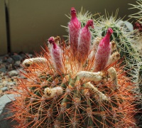 Ett blommande exemplar i Kew Gardens