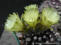 Eriosyce recondita ´vexata´ FK 369.jpg