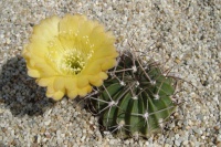 Typart L. pentlandii