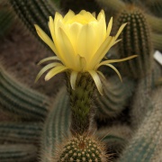 IMG 2208-Echinopsis huascha.jpg