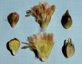 Copiapoa coquimbana ssp andina 001.jpg