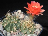 Lobivia chrysochete WR 648a.jpg