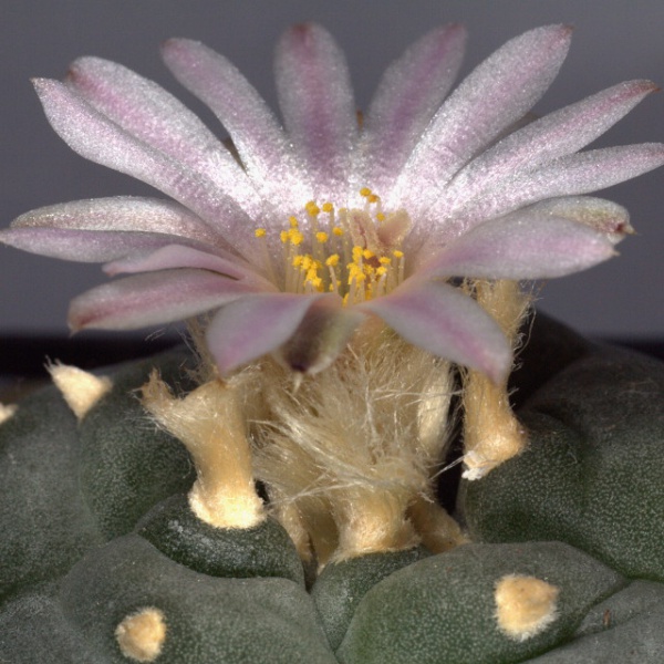 Fil:IMG 0801-Lophophora williamsii.jpg