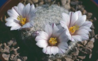 Foto: Tony Roberts