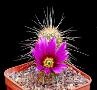 Foto: Dave Whiteley