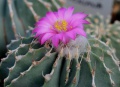 Geohintonia mexicana1.jpg