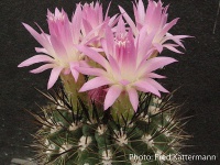 Eriosyce subgibbosa ssp. subgibbosa