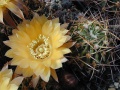 Lobivia pugionacantha MN 48.jpg