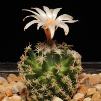IMG 9068-Turbinicarpus schmiedickeanus ssp. gracilis.JPG