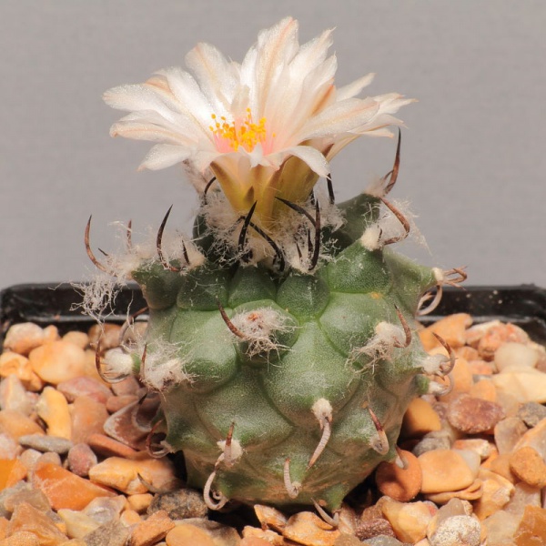 Fil:IMG 8489-Turbinicarpus schmiedickeanus ssp. macrochele.JPG