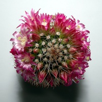 Mammillaria backebergiana-DSC 0441.jpg