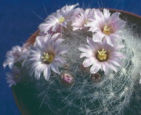 Foto: Tony Roberts