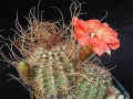 Lobivia saltensis.jpg