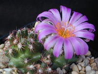 Escobaria hesteri SB 430.jpg